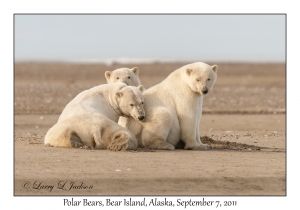 Polar Bears