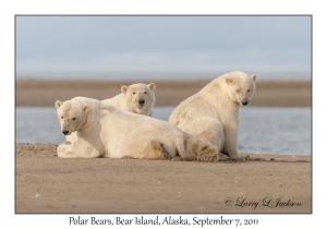 Polar Bears