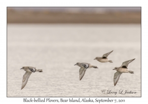 Black-bellied Plovers