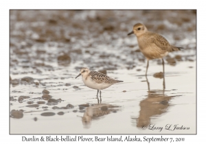 Dunlin & Black-bellied Plover