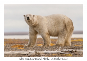 Polar Bear