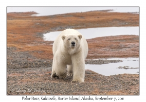 Polar Bear