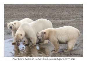 Polar Bears