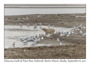 Glaucous Gulls & Polar Bear