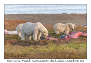 Polar Bears