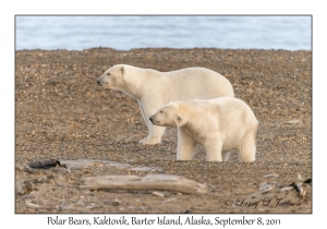 Polar Bears