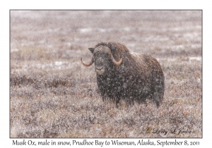 Musk Ox