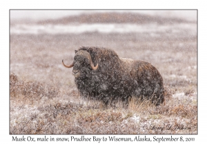 Musk Ox