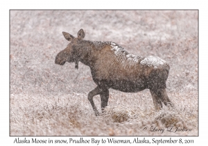 Alaska Moose