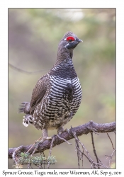 Spruce Grouse, Taiga male