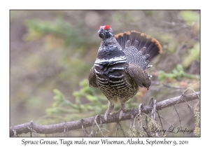 Spruce Grouse, Taiga male