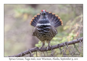 Spruce Grouse, Taiga male