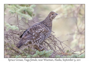 Spruce Grouse, Taiga female