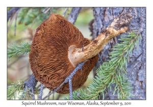 Squirrel Mushroom