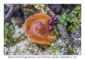 Mushroom and Lingonberries