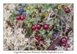 Lingonberries