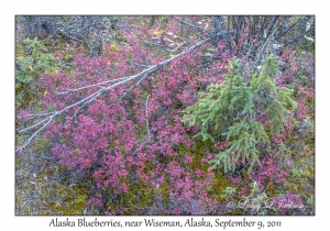 Alaskan Blueberries