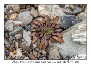 Alpine Hawk's Beard