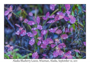 Alaska Blueberry Leaves