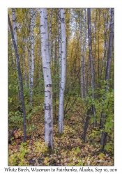 White Birch