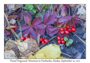 Dwarf Dogwood