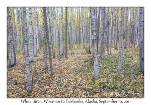 White Birch