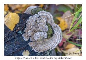 Fungus