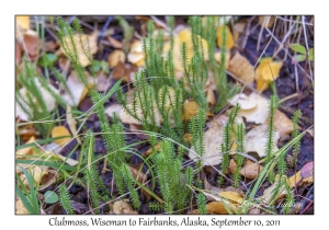 Clubmoss