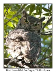 Great Horned Owl