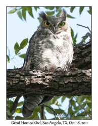 Great Horned Owl