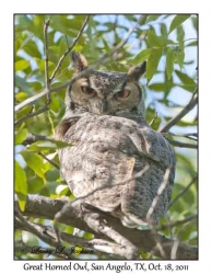 Great Horned Owl