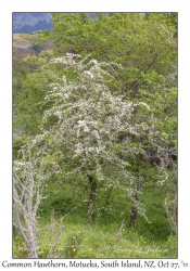 Common Hawthorn