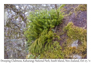 Drooping Clubmoss