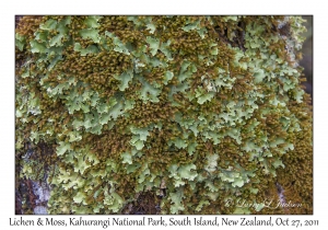 Lichen & Moss