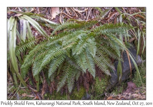 Prickly Shield Fern