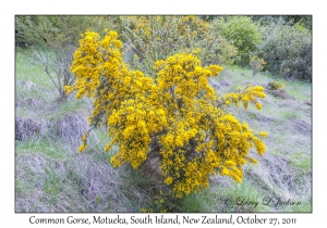 Common Gorse