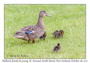 Mallards