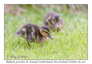 Mallards