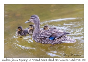 Mallards