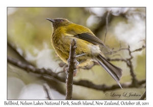 Bellbird