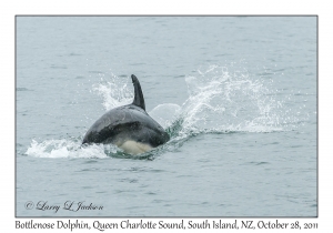 Bottlenose Dolphin