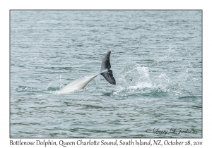 Bottlenose Dolphin