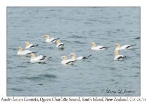 Australasian Gannets