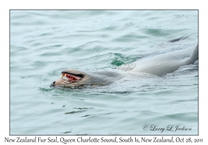 New Zealand Fur Seal