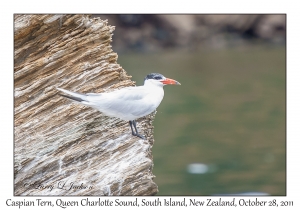 Caspian Tern