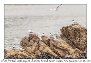 White-fronted Terns