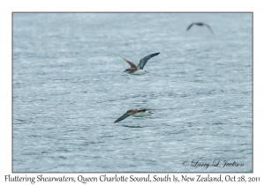 Fluttering Shearwaters