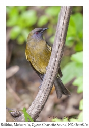 Bellbird