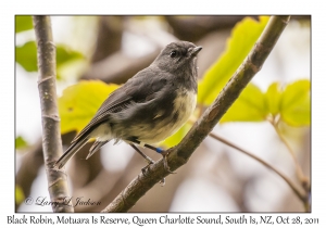 Black Robin