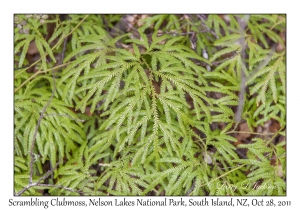 Scrambling Clubmoss